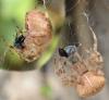 Araneus diadematus